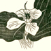 Yokusai Iinuma Gallery